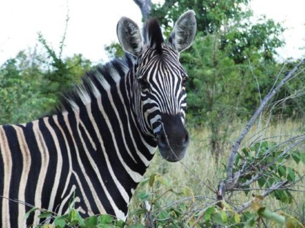 Shikwari Nature Reserve Hoedspruit Eksteriør billede