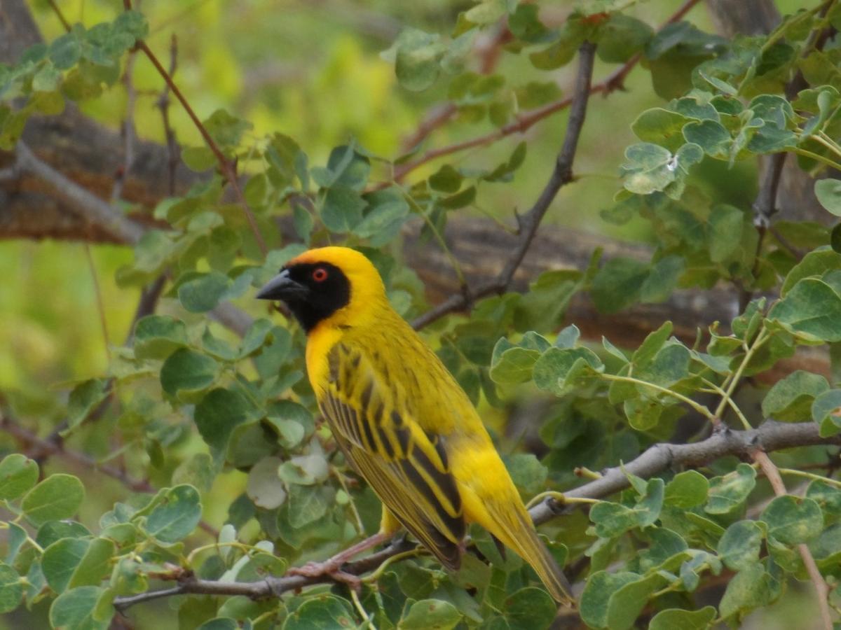 Shikwari Nature Reserve Hoedspruit Eksteriør billede